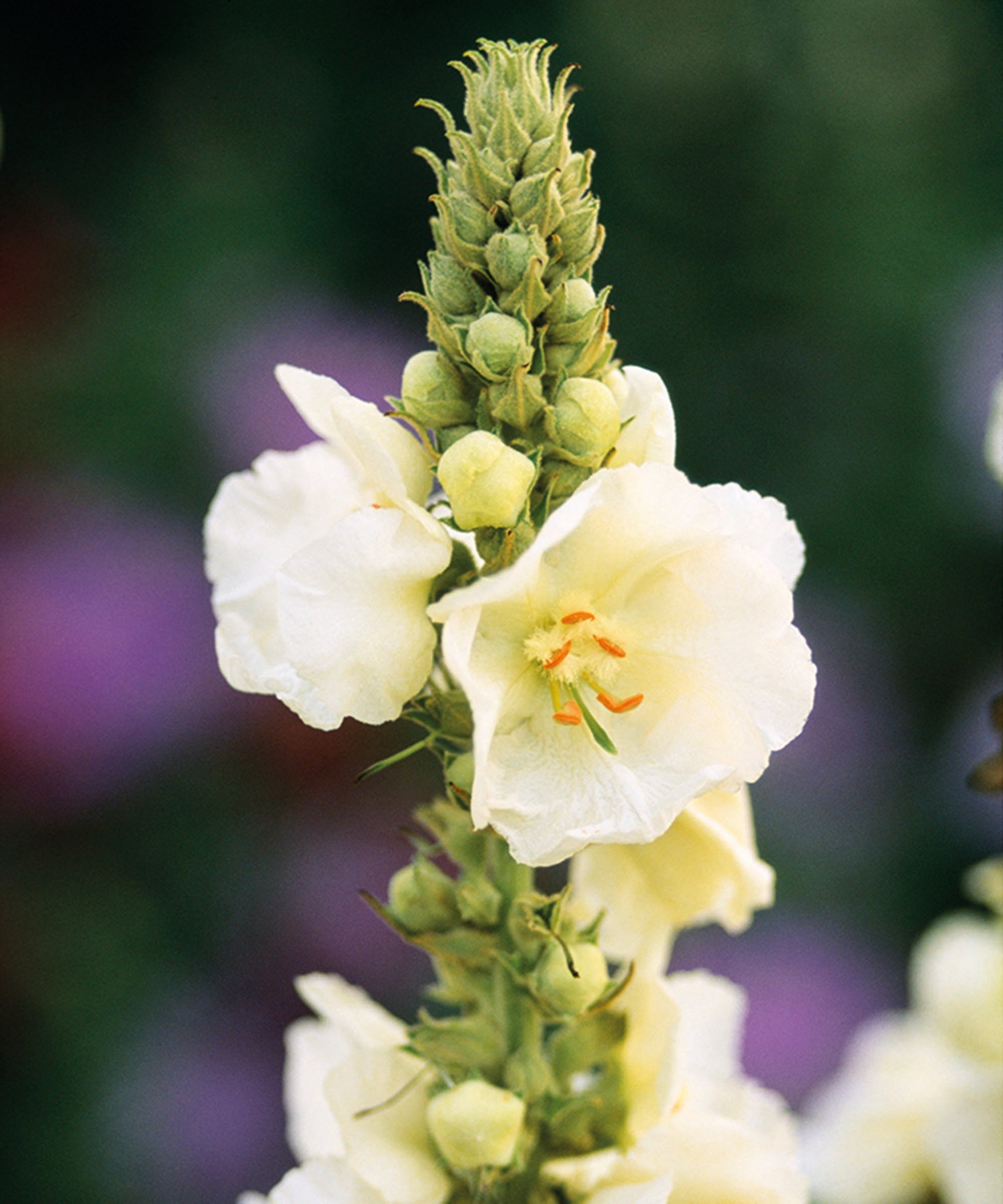 Weiß verbascum bride blume samen for anpflanzung