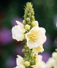 Weiß verbascum bride blume samen for anpflanzung