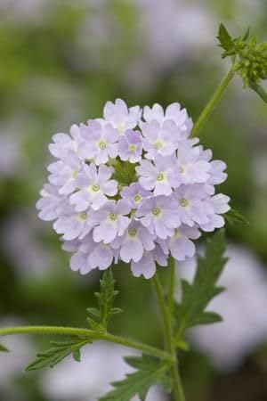 Non gmo weiß verbena bonariensis samen