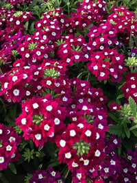 Ornamental weiß verbena bonariensis flowering pflanze