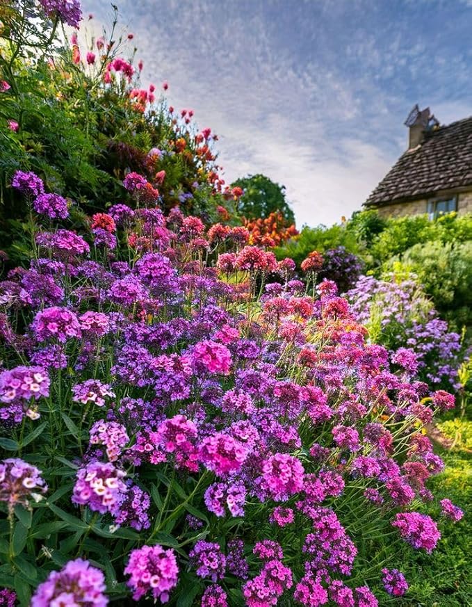 Weiß verbena bonariensis in pollinator garten