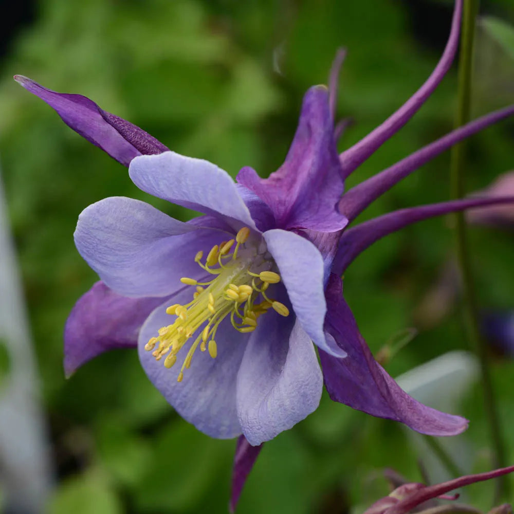 Non-gmo aquilegia blume samen