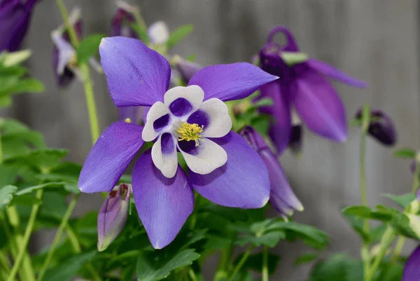 Pollinators visiting aquilegia blossoms