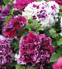 Non gmo weiß violet double petunia samen