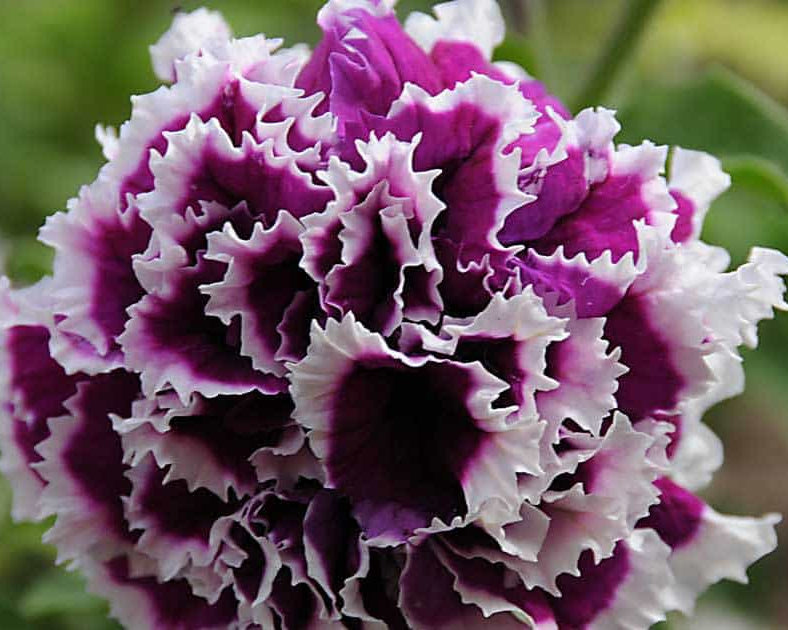 Ornamental weiß violet double petunia flowering pflanze