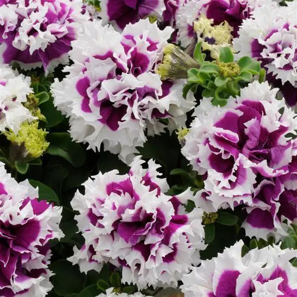 Weiß violet double petunia blume samen for anpflanzung
