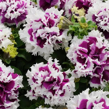 Weiß violet double petunia blume samen for anpflanzung