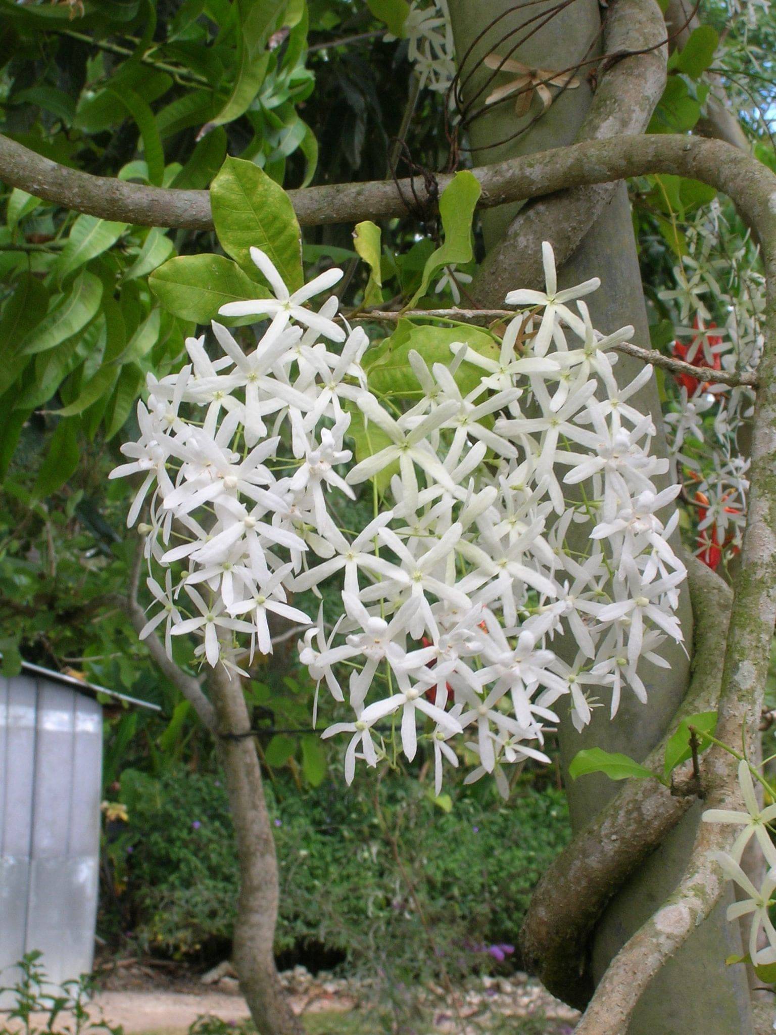 Ornamental weiß volkensii samen for gardens