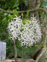 Ornamental weiß volkensii samen for gardens