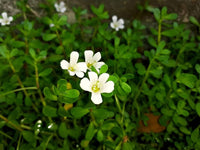 Non gmo weiß waterhyssop samen