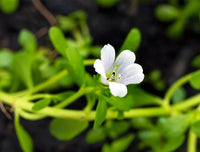 Ornamental weiß waterhyssop pflanze