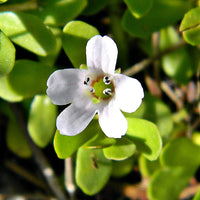 Weiß waterhyssop blume samen for anpflanzung