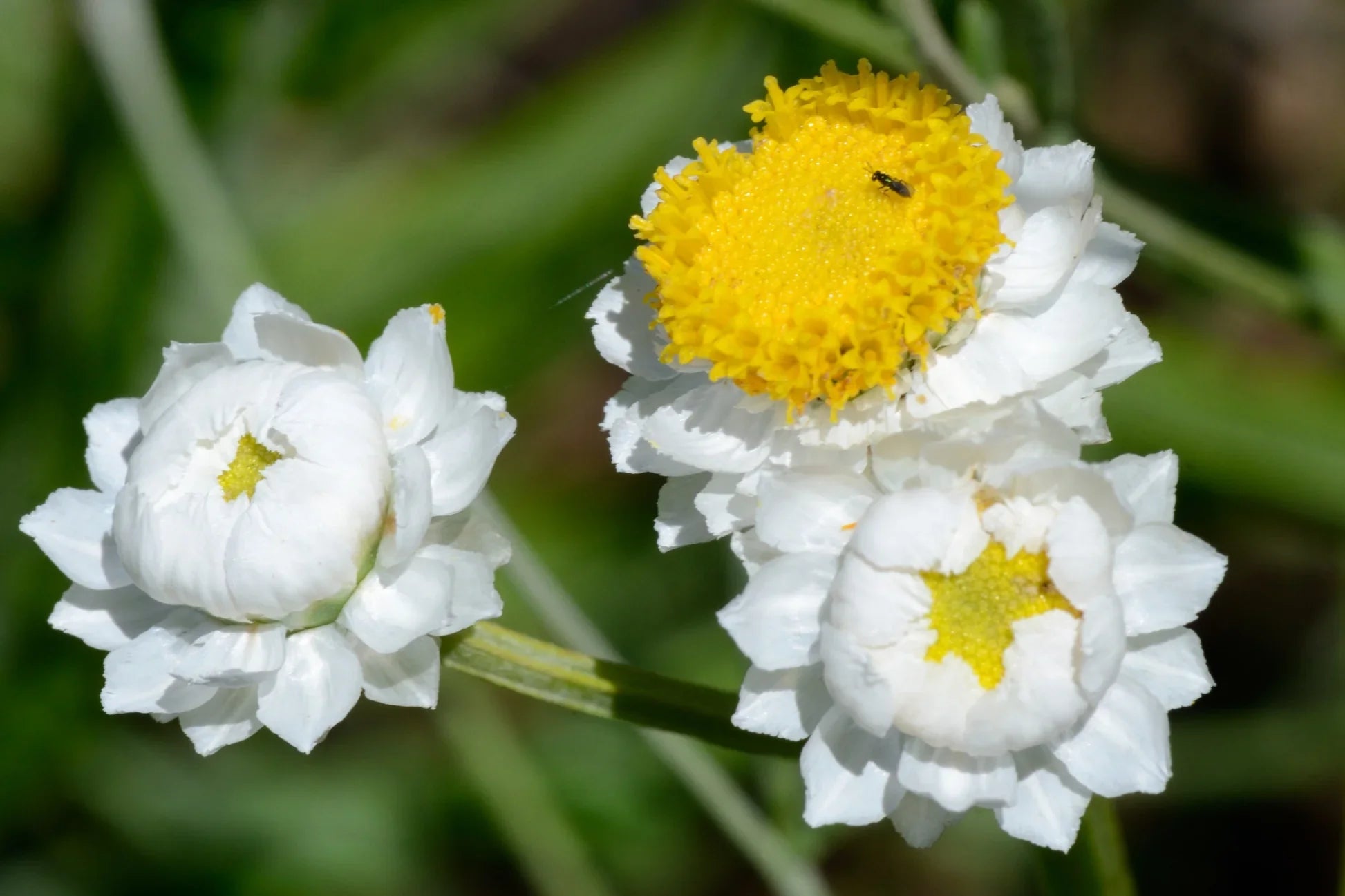 Elegant weiß winged blumen in bloom