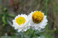 Non-gmo weiß winged blume samen