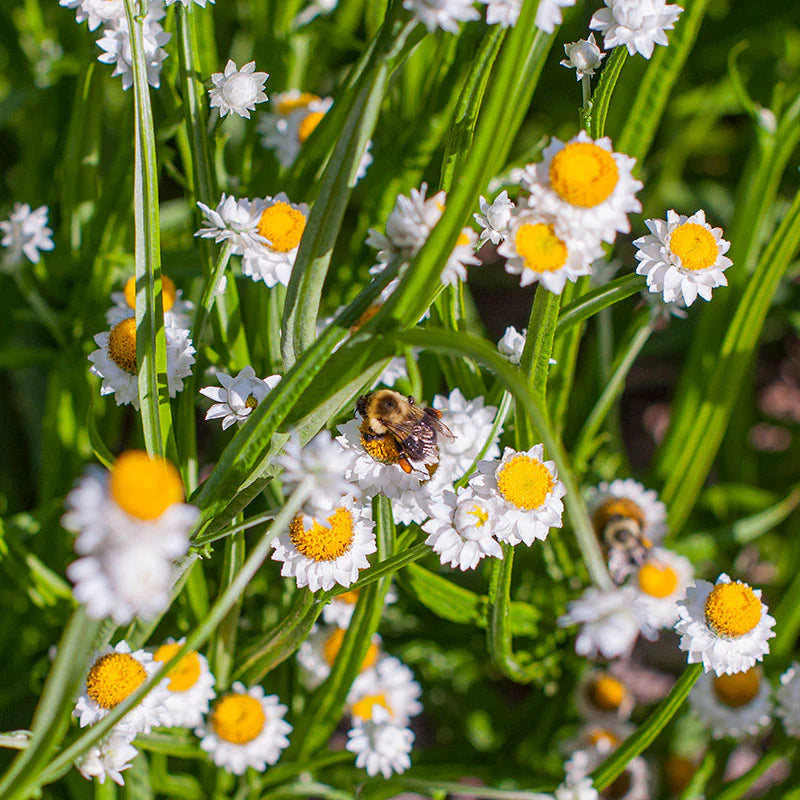 Weiß winged blume samen for anpflanzung