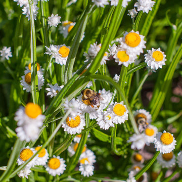 Weiß winged blume samen for anpflanzung