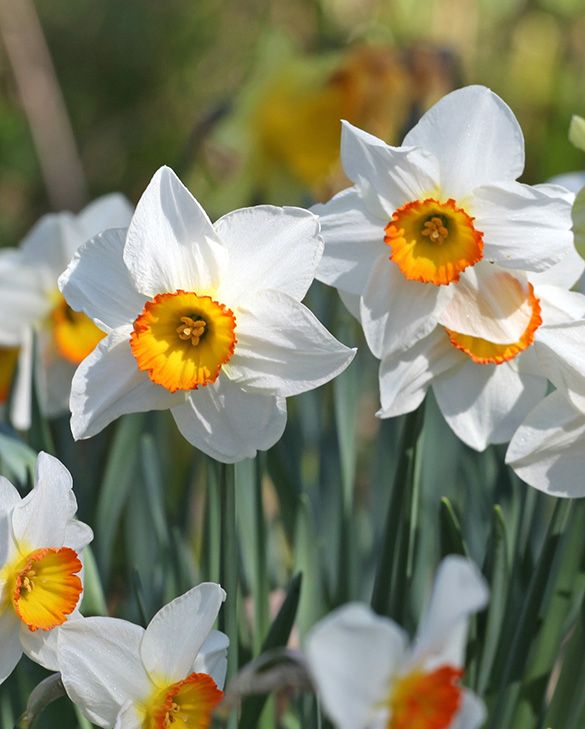 Weiß gelb narcissus blumen blooming in garten