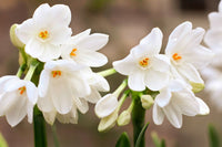 Non gmo weiß gelb narcissus samen