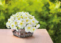 Ornamental weiß gelb petunia samen for gardens