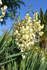 Weiß yucca blumen blooming in garten