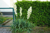 Non gmo weiß yucca samen