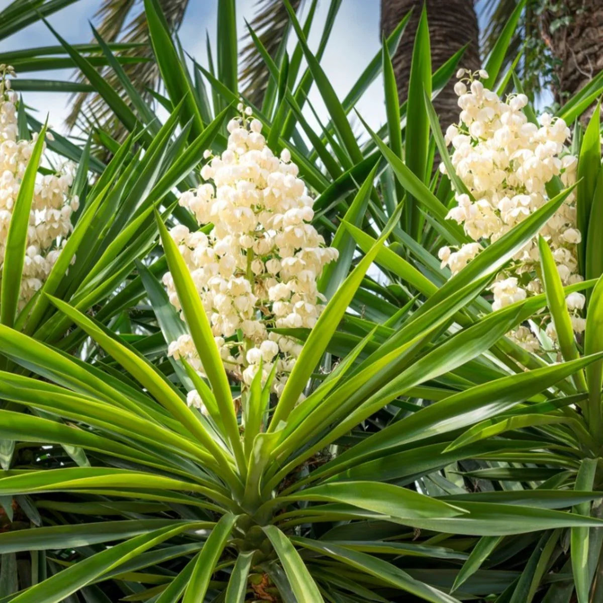 Weiß yucca blume anpflanzung samen