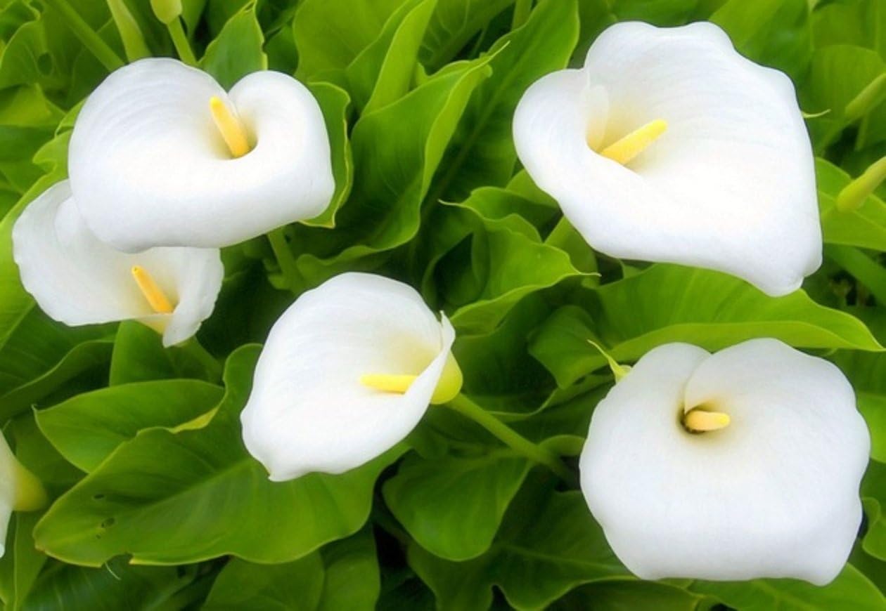 Non gmo weiß zantedeschia samen