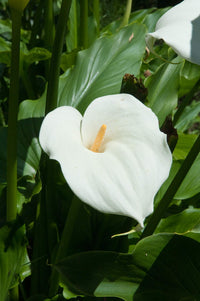 Ornamental weiß zantedeschia flowering pflanze