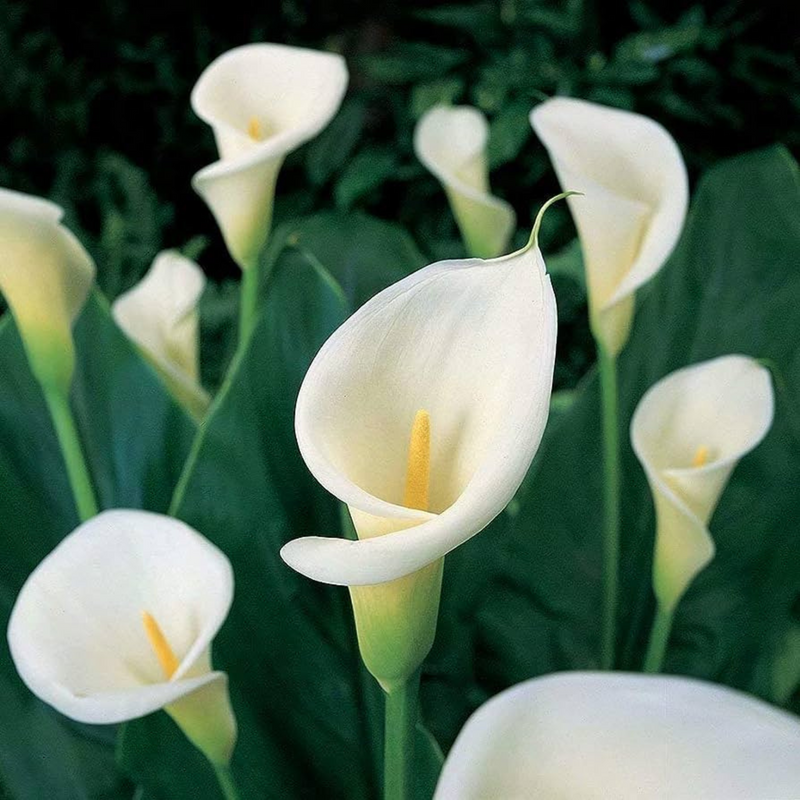 Weiß zantedeschia aethiopica blume samen for anpflanzung