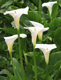 Weiß calla lily blumen for wedding décor