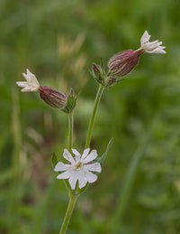 Weiß Catchfly Blumensamen zur Aussaat – Drought verträglich – Traditionssorte & ohne Gentechnik Samen Hausgarten
