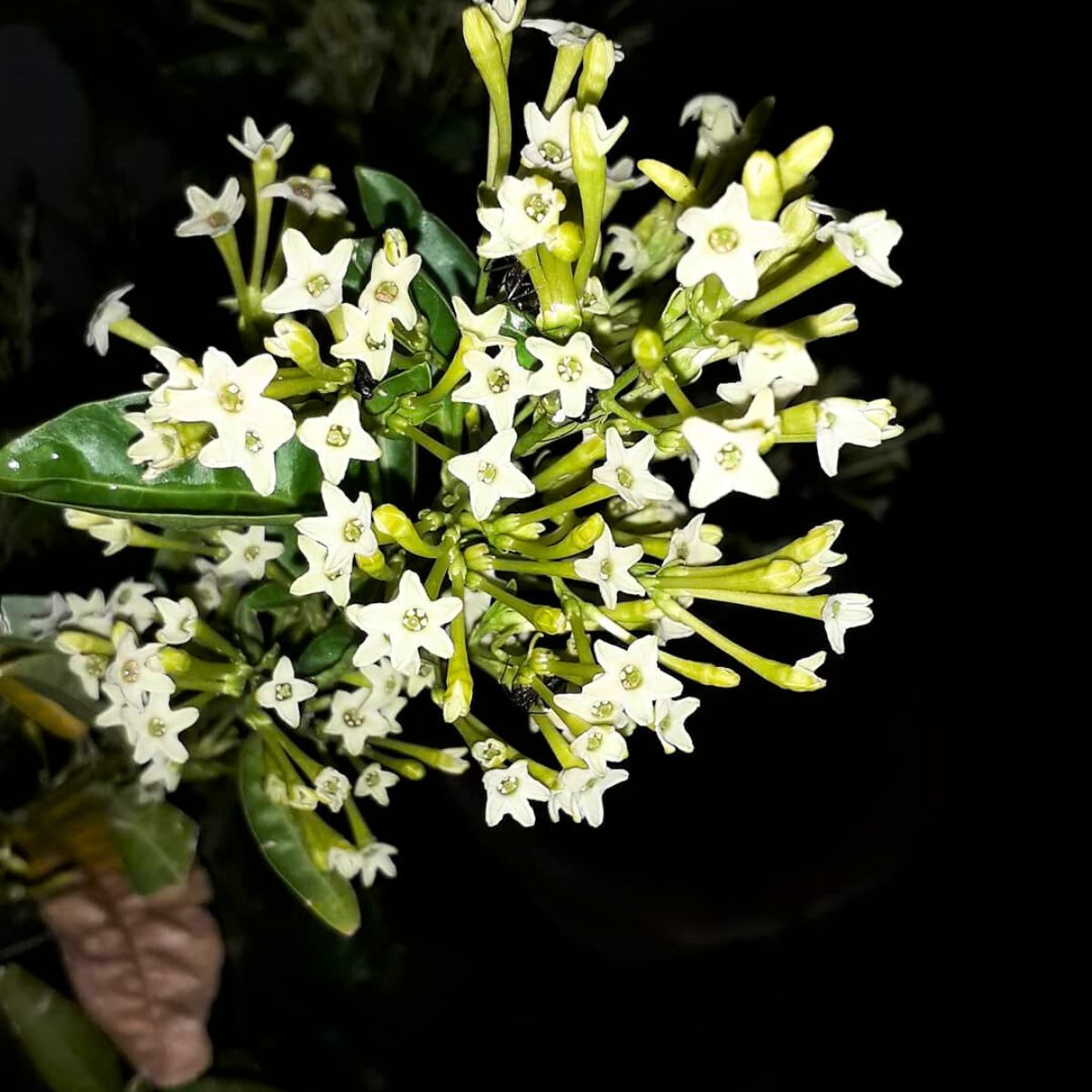 Queen the Night or Cestrum nocturnum Blumensamen zur Aussaat – Anzucht – Traditionssorte & ohne Gentechnik Samen Hausgarten