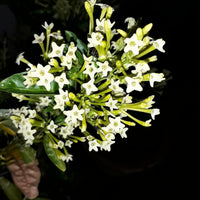 Queen the Night or Cestrum nocturnum Blumensamen zur Aussaat – Anzucht – Traditionssorte & ohne Gentechnik Samen Hausgarten