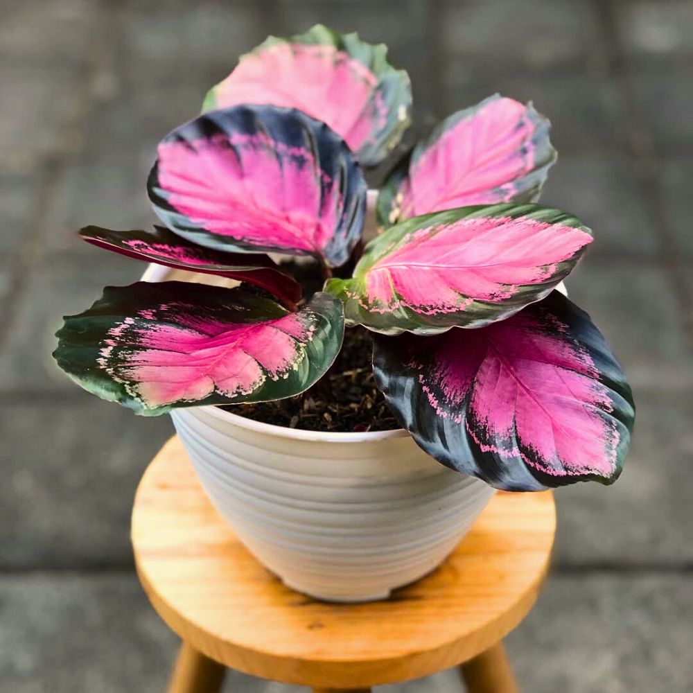 Gemischt Calathea Blumensamen zur Aussaat – Drought verträglich – Traditionssorte & ohne Gentechnik Samen Hausgarten
