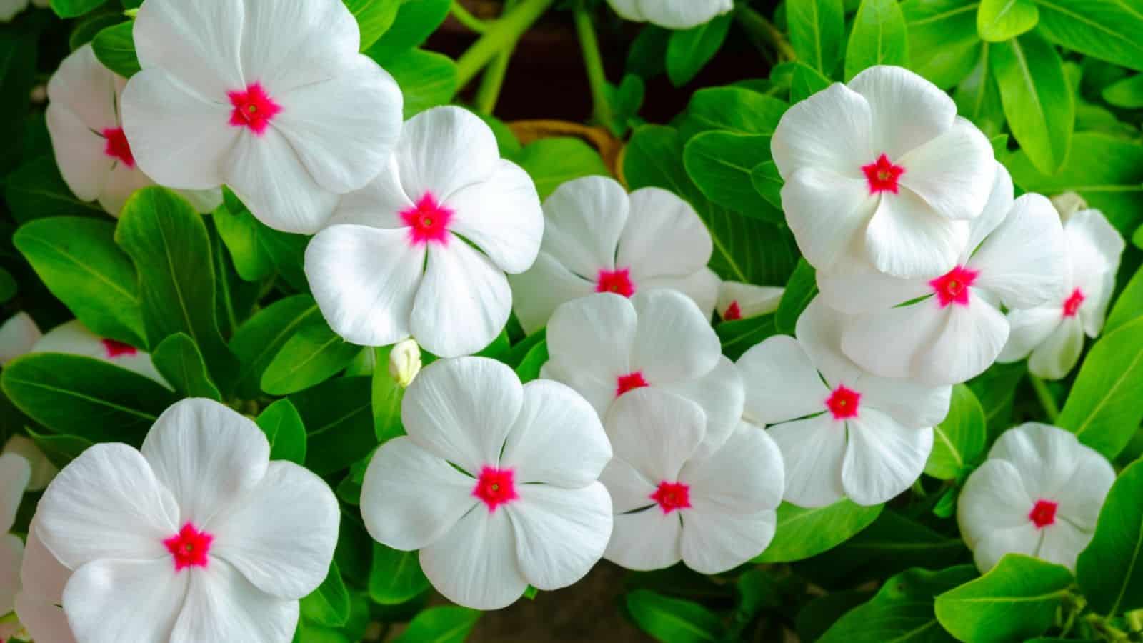 Immergrün Blumensamen zur Aussaat – farbenfroh Schau – Traditionssorte & ohne Gentechnik Samen Hausgarten