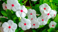 Immergrün Blumensamen zur Aussaat – farbenfroh Schau – Traditionssorte & ohne Gentechnik Samen Hausgarten