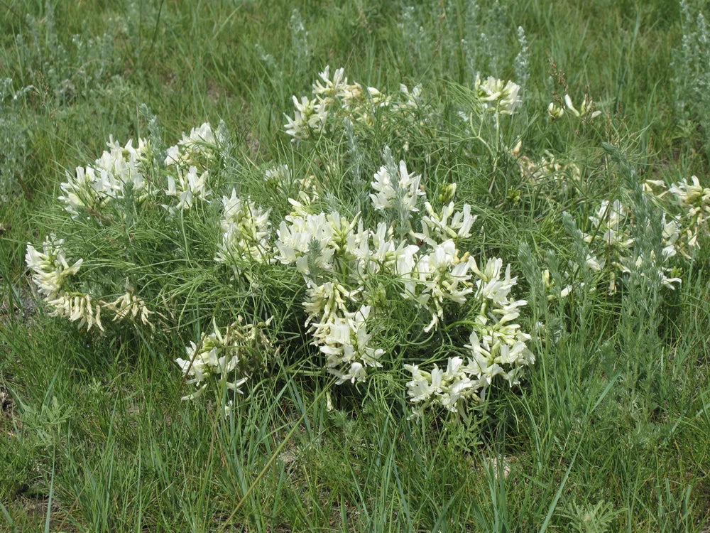 Astragalus samen for rock gardens
