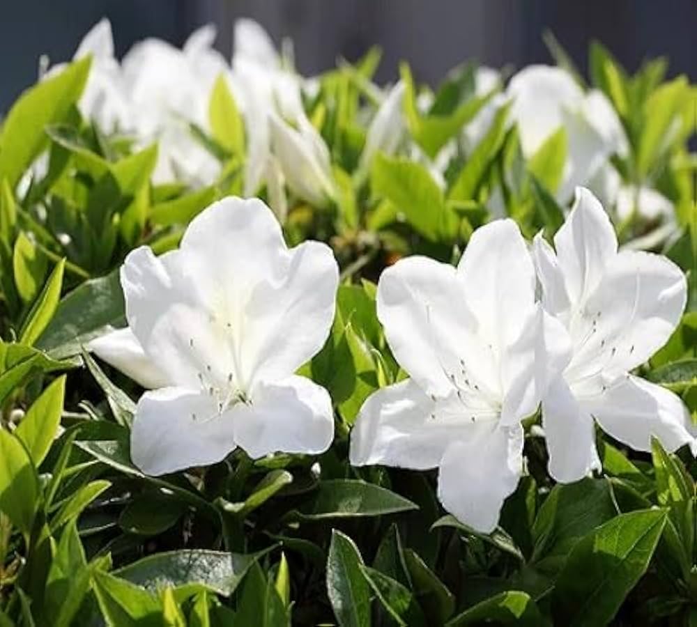 Rhododendron weiß azalea blumen