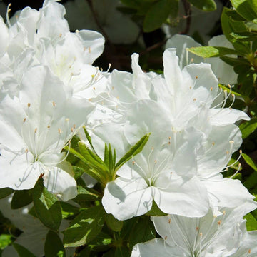 Weiß azalea blume samen for anpflanzung