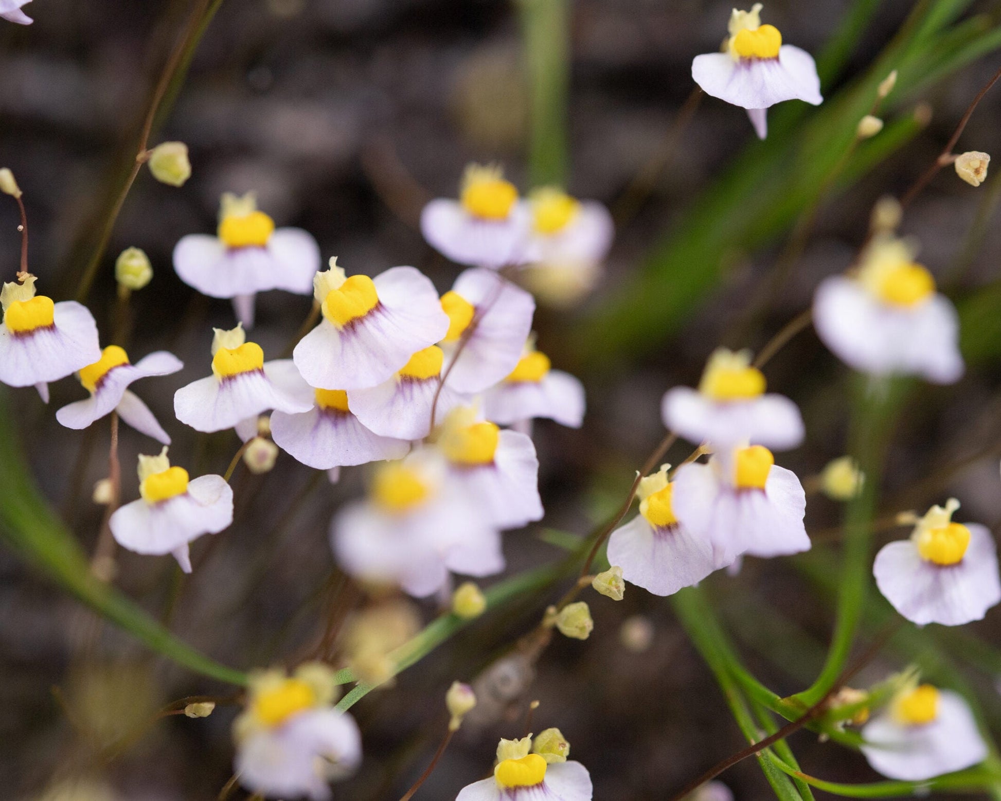 Weiß bladderwort blumen for garten