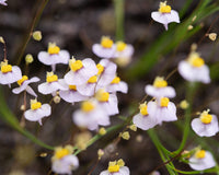 Weiß bladderwort blumen for garten