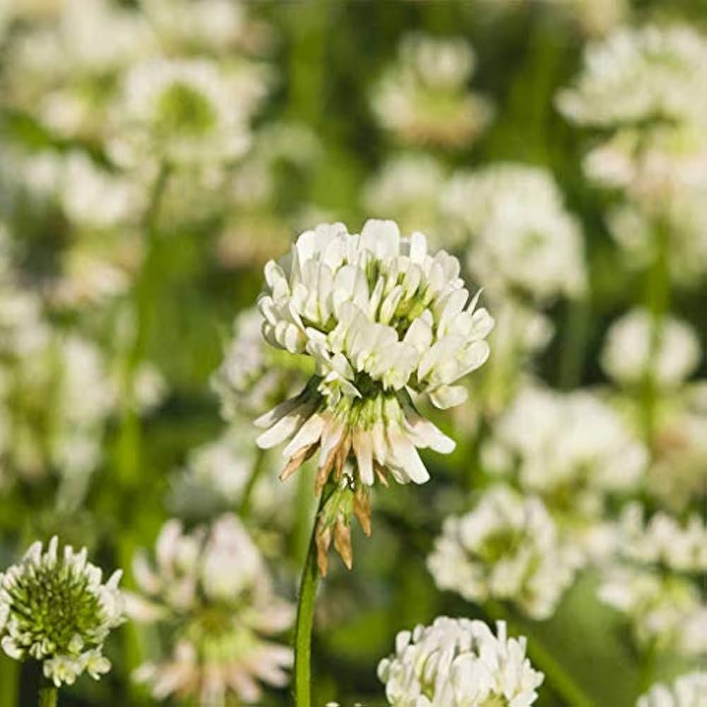 Weiß clover blume samen