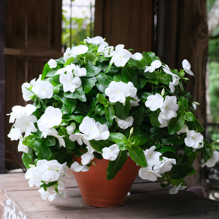 Weiß cora cascade garten blooms