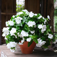 Weiß cora cascade garten blooms