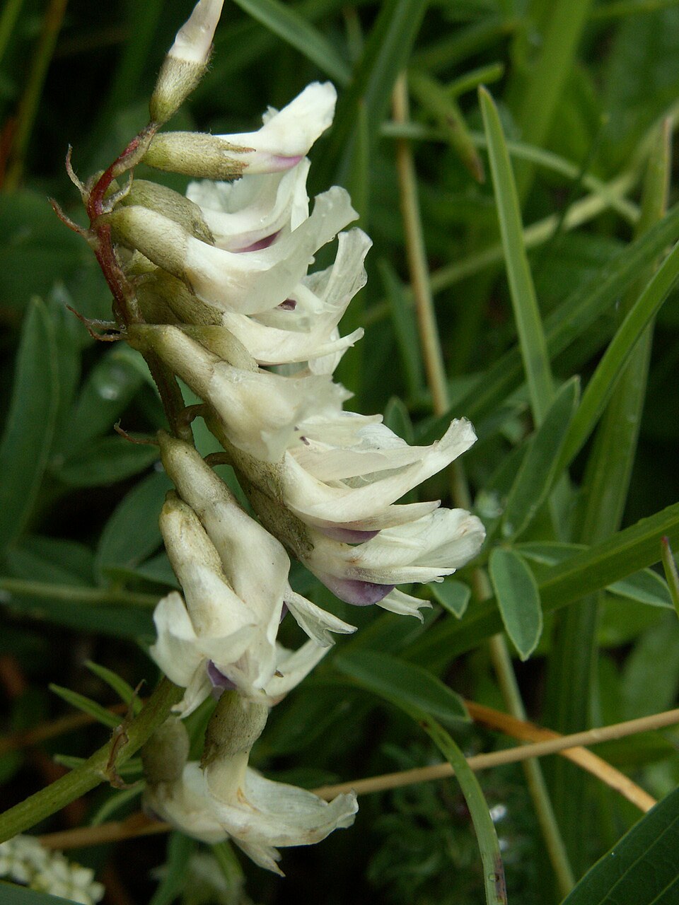 Non-gmo milk vetch blume samen
