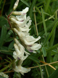 Non-gmo milk vetch blume samen
