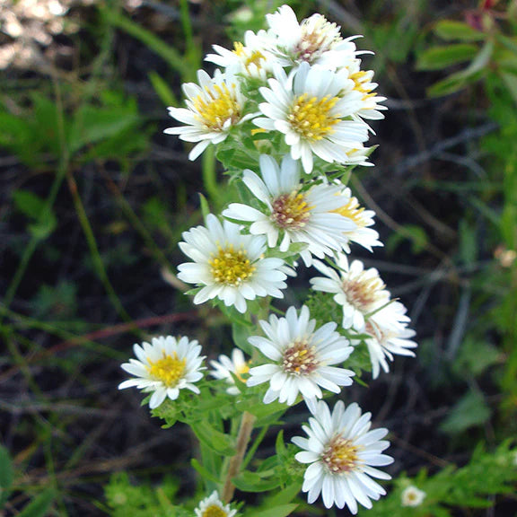 Weiß Prairie Aster Blumensamen zur Aussaat – Schnitt Blume beliebt – Traditionssorte & ohne Gentechnik Samen Hausgarten