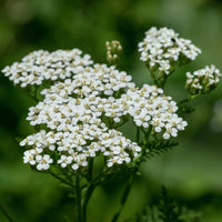 Weiß Arrowwood Blumensamen zur Aussaat – Growing Garten Samen