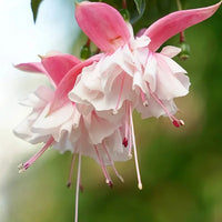 Weiß and rosa fuchsia samen for anpflanzung
