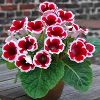 Weiß bonsai gloxinia samen
